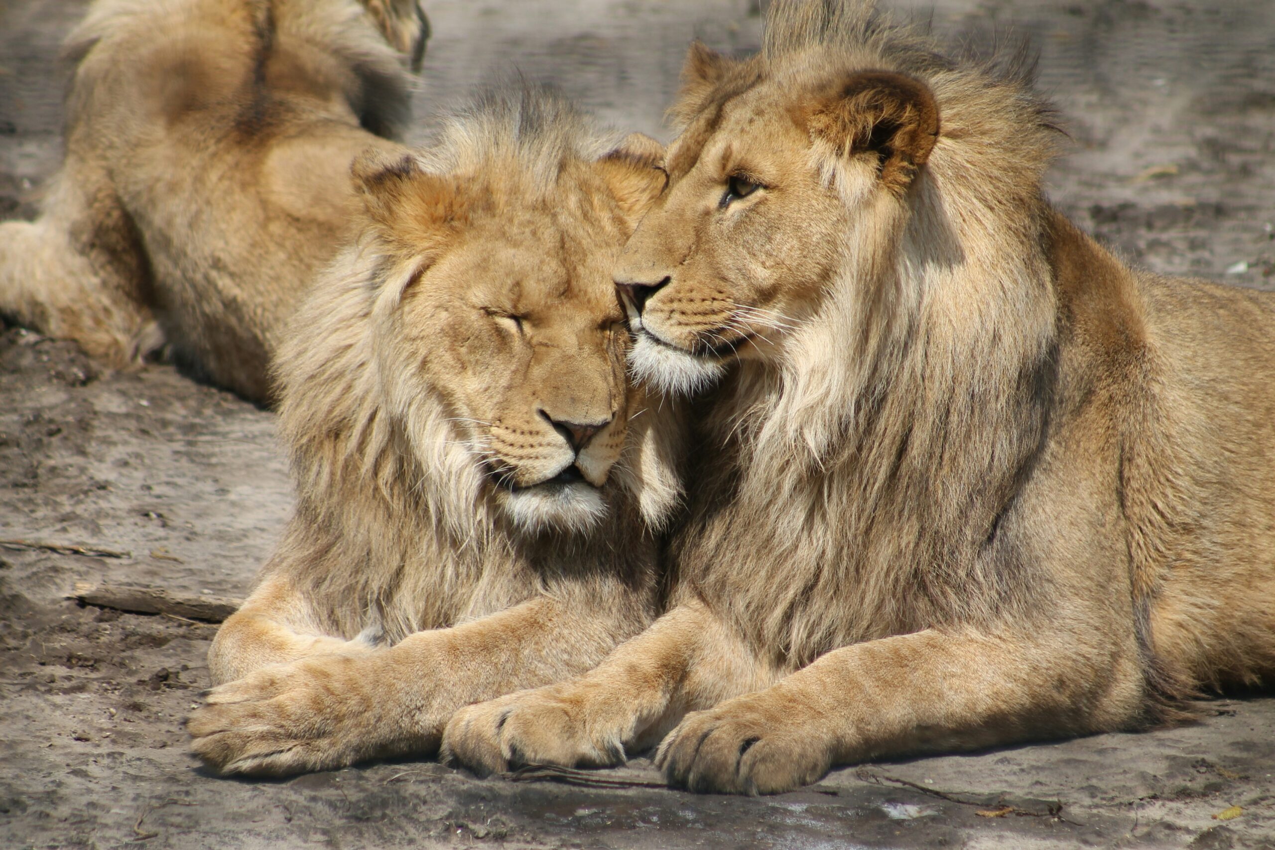 Two lions sitting together, relaxed